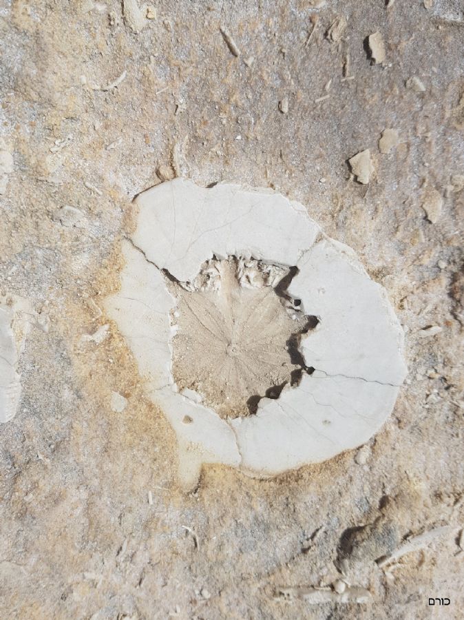 מאובנים בחוף החלון הכחול